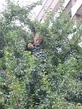 133_3381 L'Viv Hotel Bracta - Bambino su albero che lancia rusticani sulla testa di Poldo_JPG